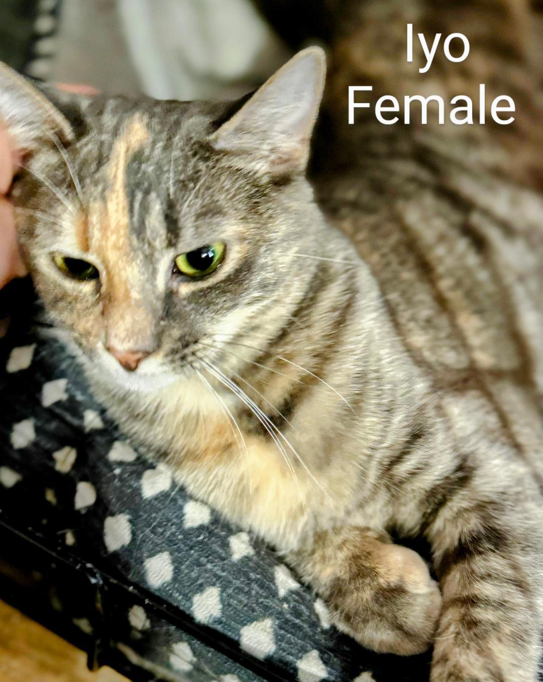 Iyo, a Adoptable Dilute Tortoiseshell in Binghamton, NY image 2/6