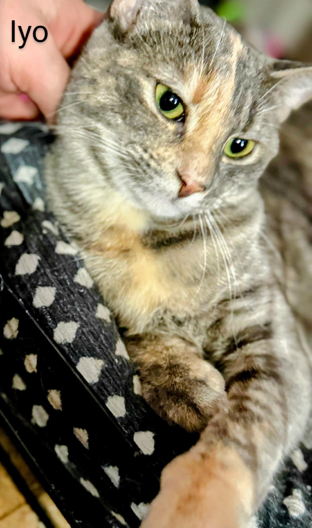 Iyo, a Adoptable Dilute Tortoiseshell in Binghamton, NY image 6/6