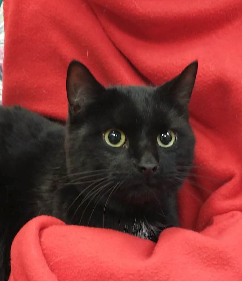 Tippy, a Adopted Domestic Short Hair in Tomah, WI image 2/4