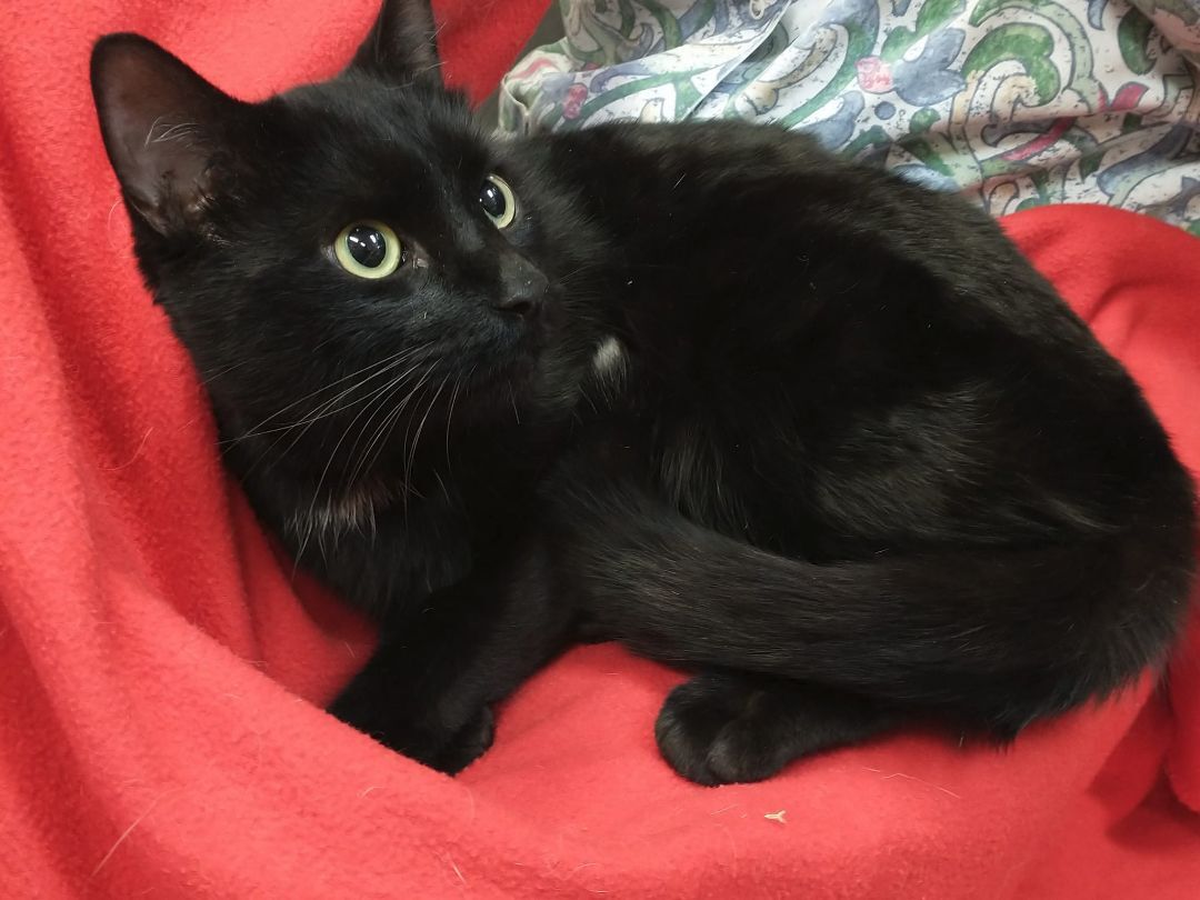 Tippy, a Adopted Domestic Short Hair in Tomah, WI image 3/4