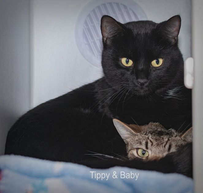 Tippy, a Adopted Domestic Short Hair in Tomah, WI image 4/4