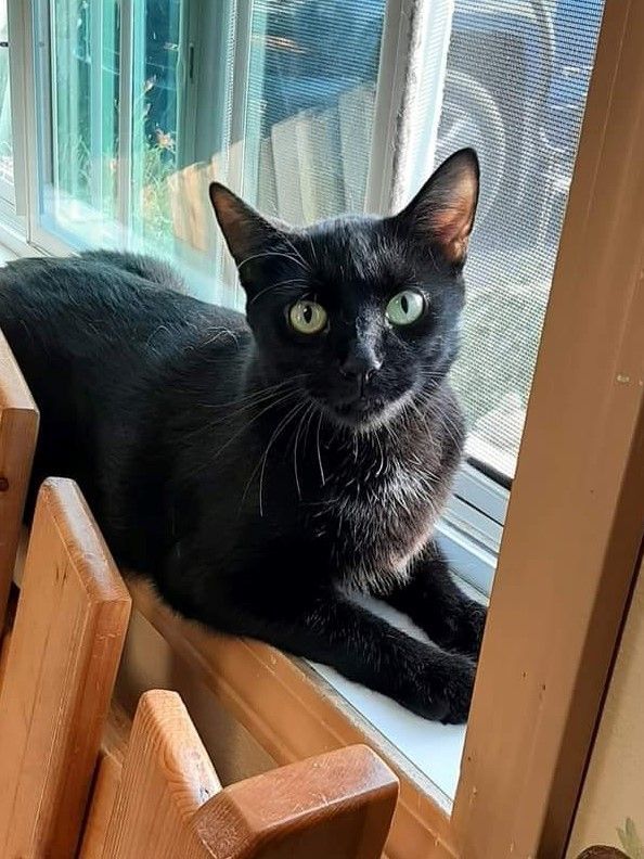 Tippy, a Adopted Domestic Short Hair in Tomah, WI image 1/4