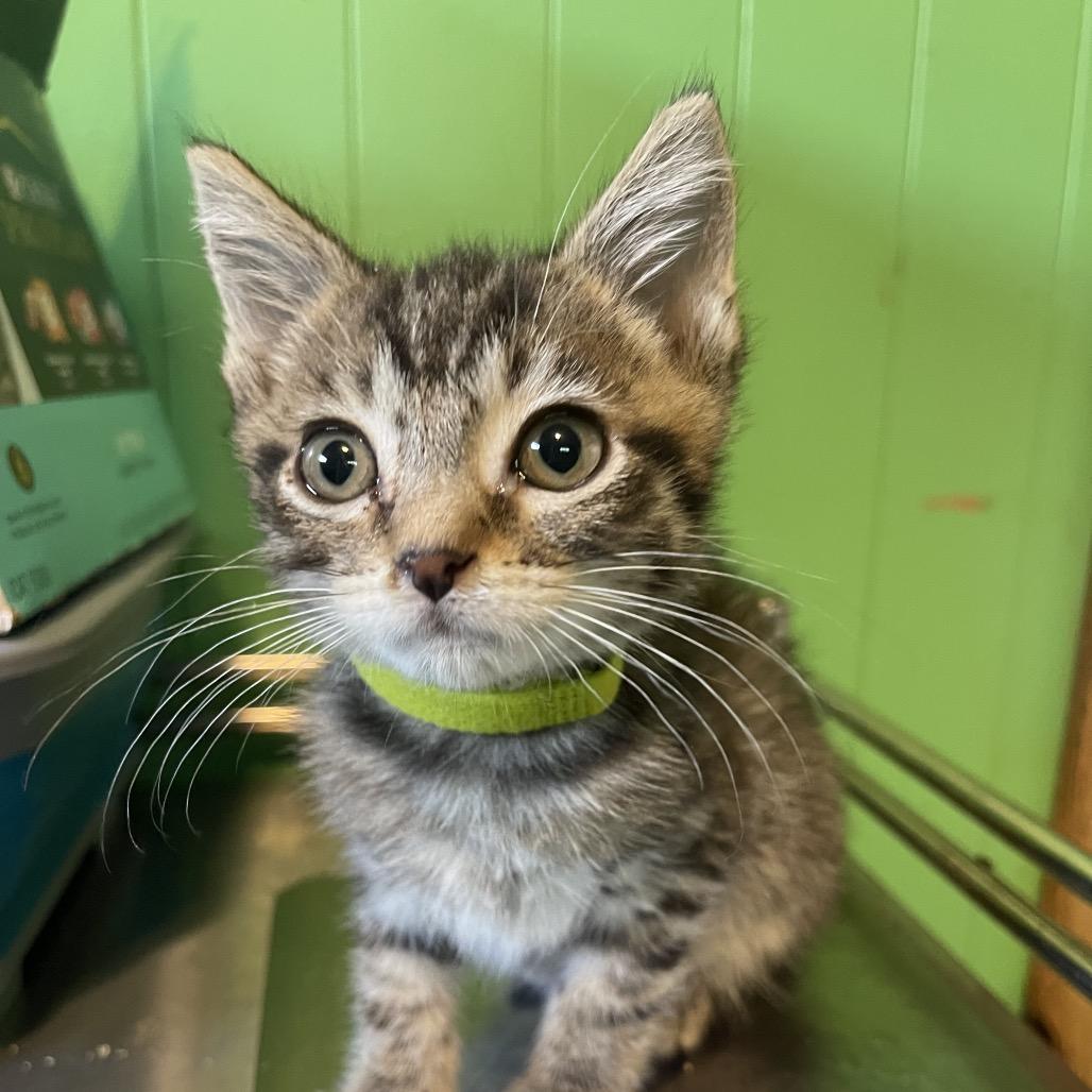 Renville - blue and yellow collar, Adoptable, Kitten Male Domestic Short Hair.