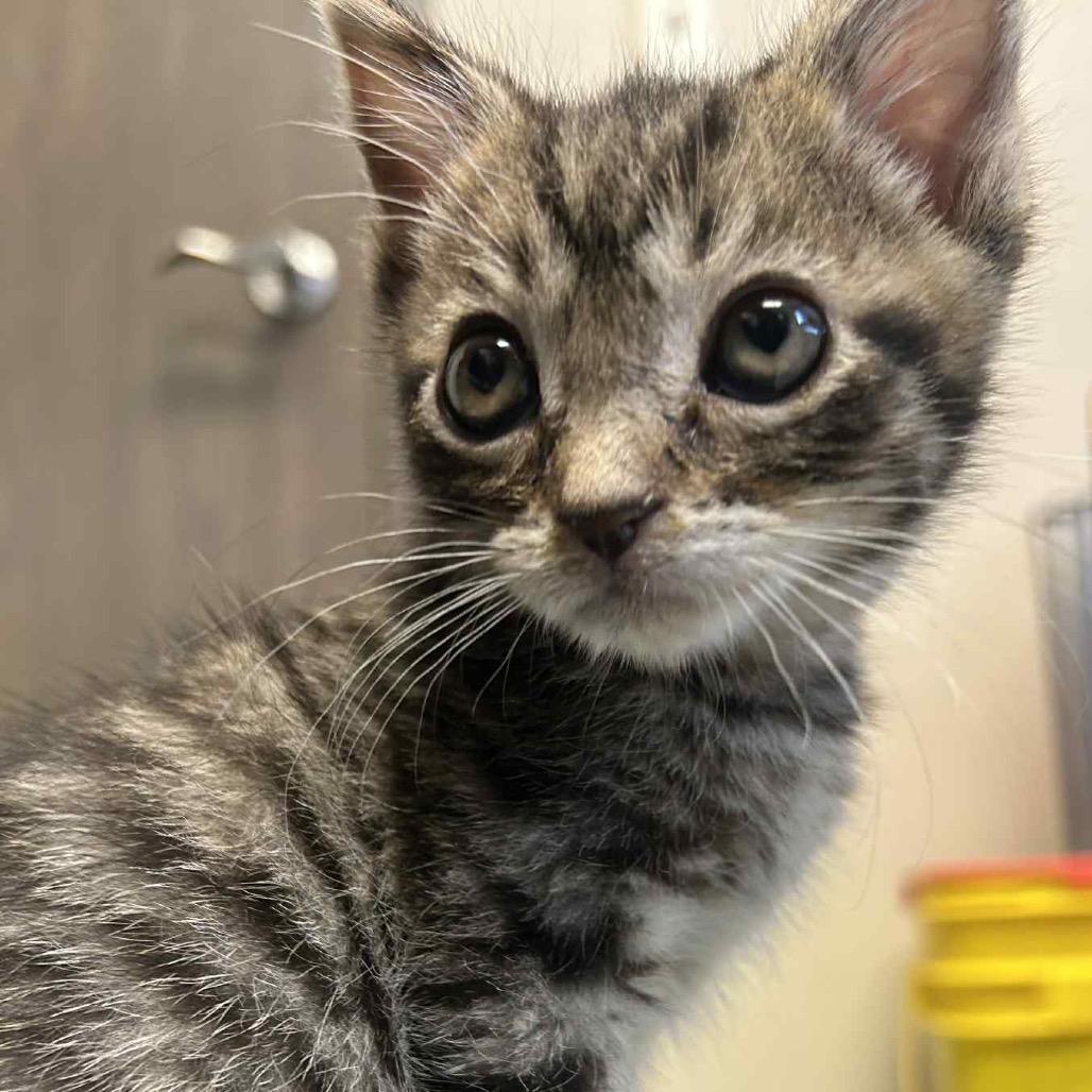 Enlarge Renville - blue and yellow collar, a Adoptable Domestic Short Hair in Bismarck, ND image 3/6