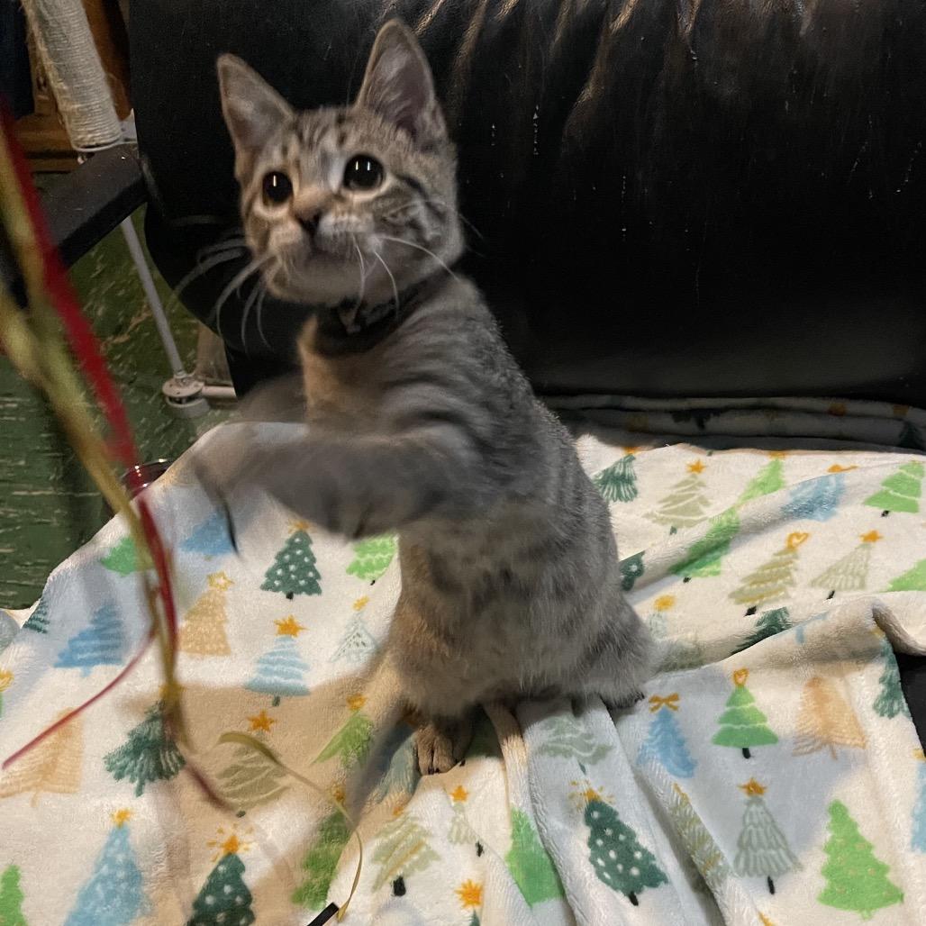 Enlarge Renville - blue and yellow collar, a Adoptable Domestic Short Hair in Bismarck, ND image 5/6