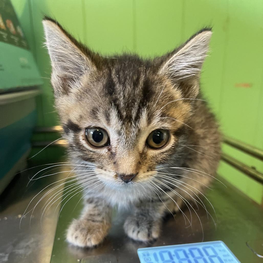Enlarge Renville - blue and yellow collar, a Adoptable Domestic Short Hair in Bismarck, ND image 6/6