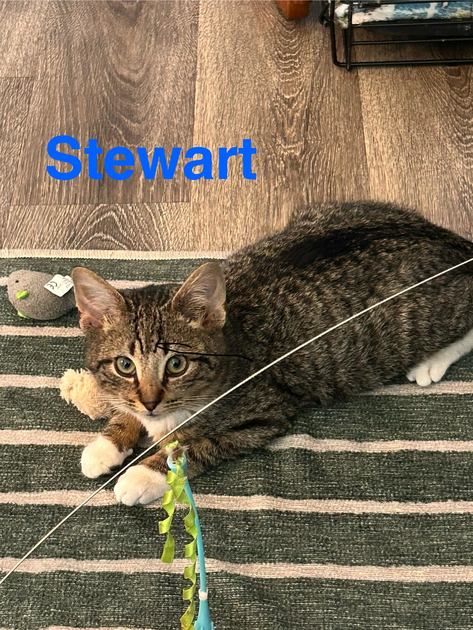 Stewart, adopted, Young Male Domestic Short Hair.