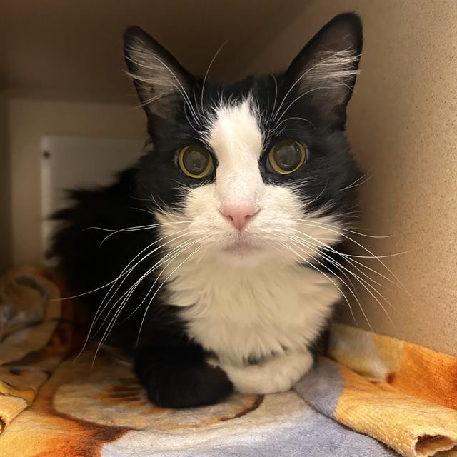 MAGNOLIA, Adoptable, Adult Female Domestic Medium Hair.