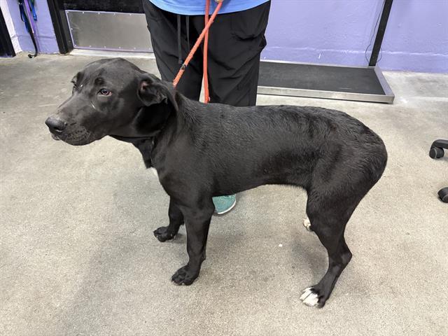 PENELOPE, Adoptable, Young Female Great Dane & Australian Shepherd.