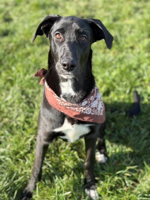 PENELOPE, Adoptable, Young Female Great Dane & Australian Shepherd.