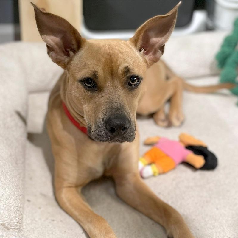 Melody Mist, Adoptable, Young Female Mixed Breed.