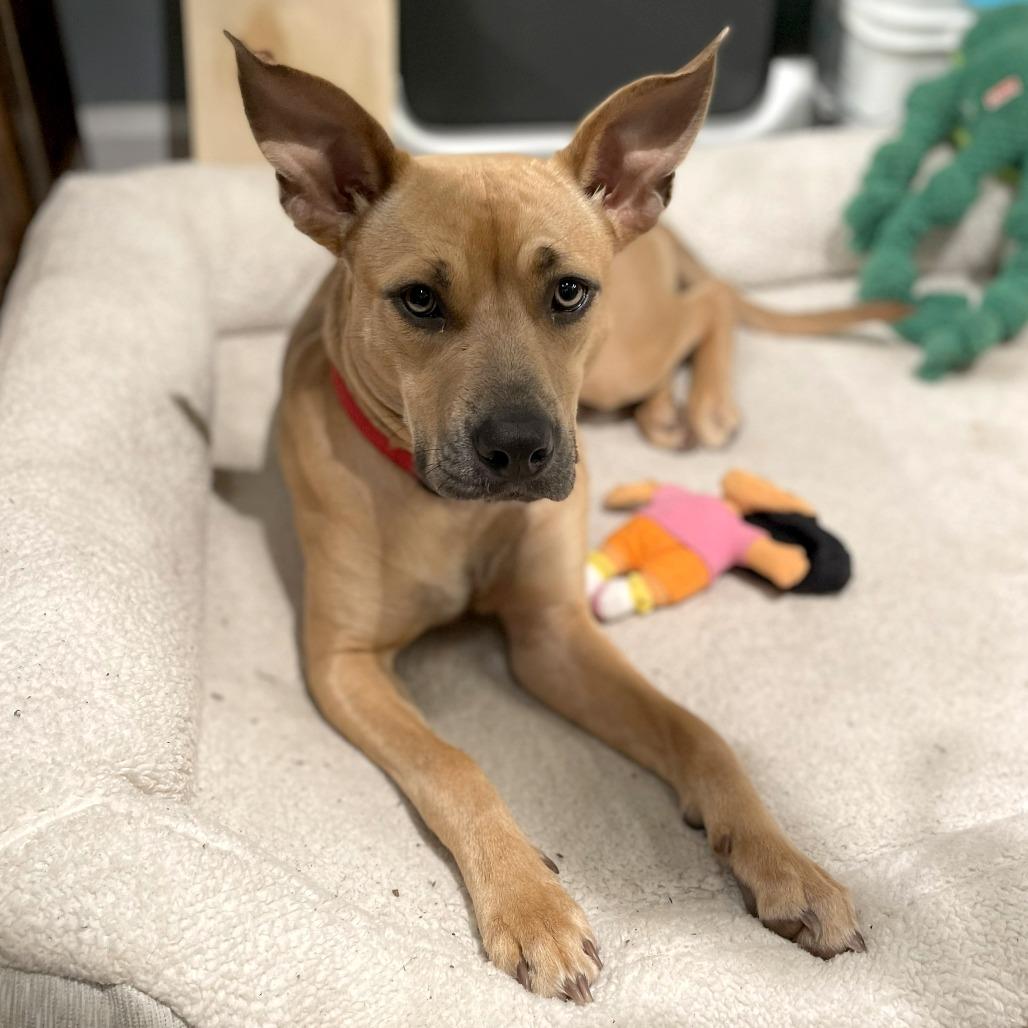 Melody Mist, Adoptable, Young Female Mixed Breed.