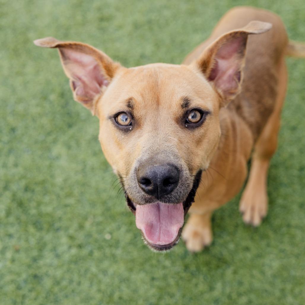 Enlarge Melody Mist, a Adoptable Mixed Breed in Memphis, TN image 1/5