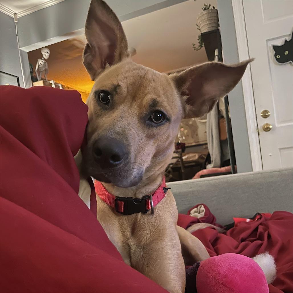 Enlarge Melody Mist, a Adoptable Mixed Breed in Memphis, TN image 2/6