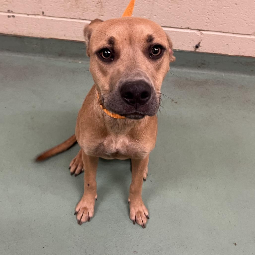 Enlarge Melody Mist, a Adoptable Mixed Breed in Memphis, TN image 2/5