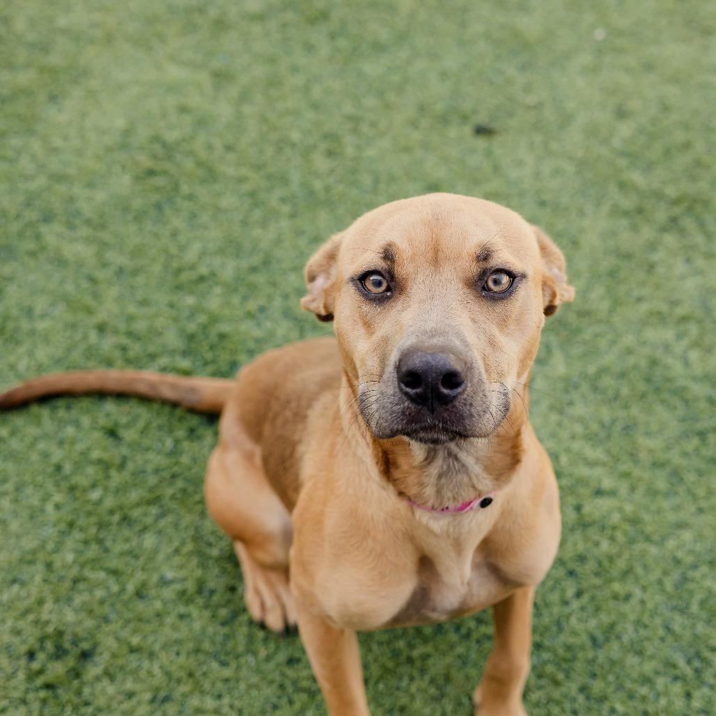Enlarge Melody Mist, a Adoptable Mixed Breed in Memphis, TN image 3/5
