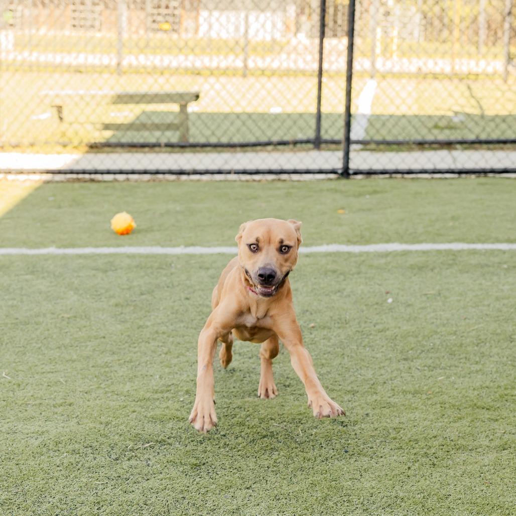 Enlarge Melody Mist, a Adoptable Mixed Breed in Memphis, TN image 4/5