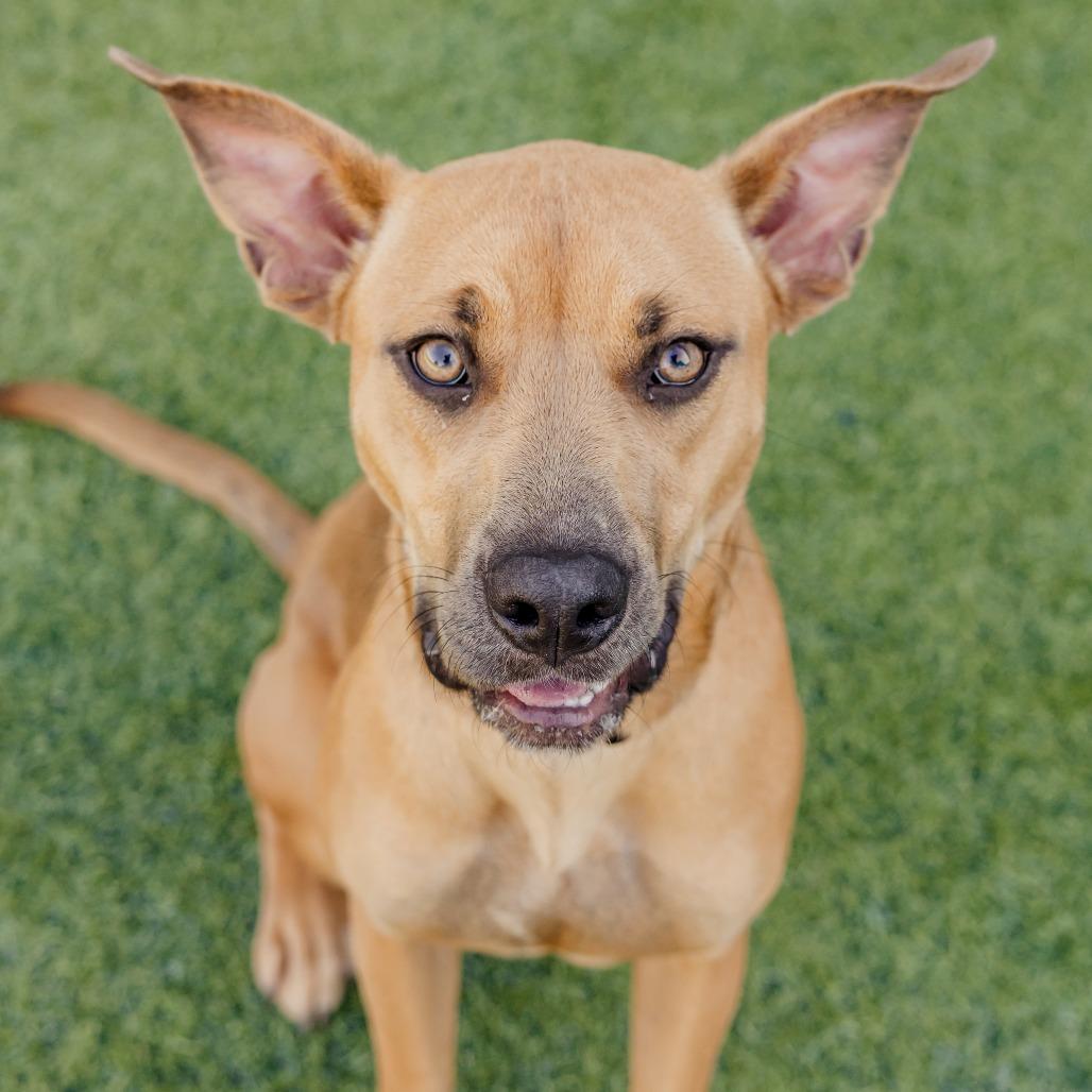 Enlarge Melody Mist, a Adoptable Mixed Breed in Memphis, TN image 5/5