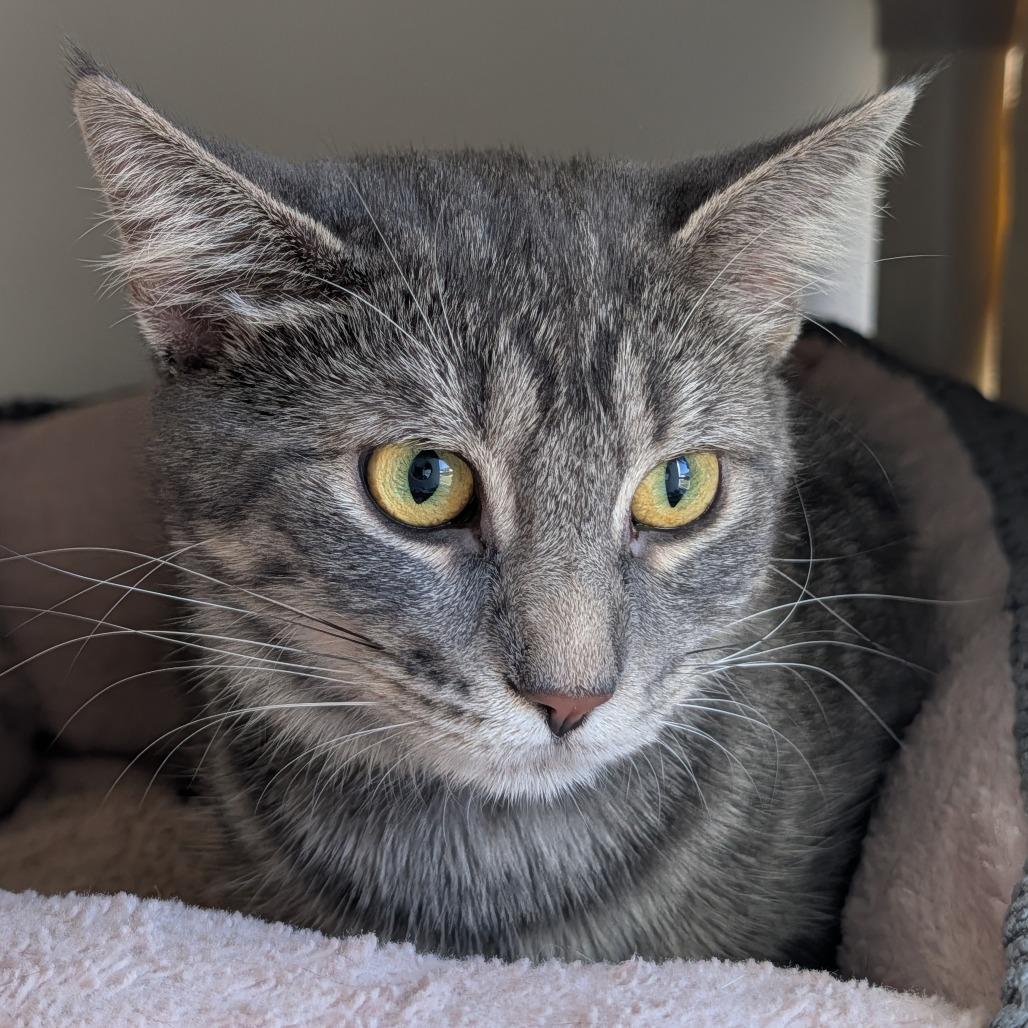 Enlarge Wanda, a Adoptable Domestic Short Hair in Saint Cloud, MN image 1/6