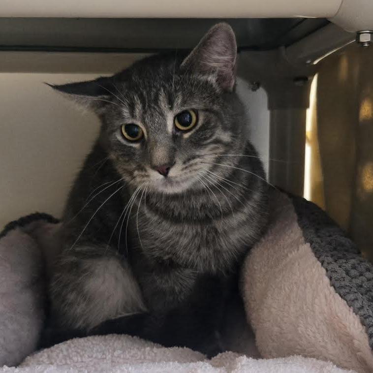 Enlarge Wanda, a Adoptable Domestic Short Hair in Saint Cloud, MN image 2/6