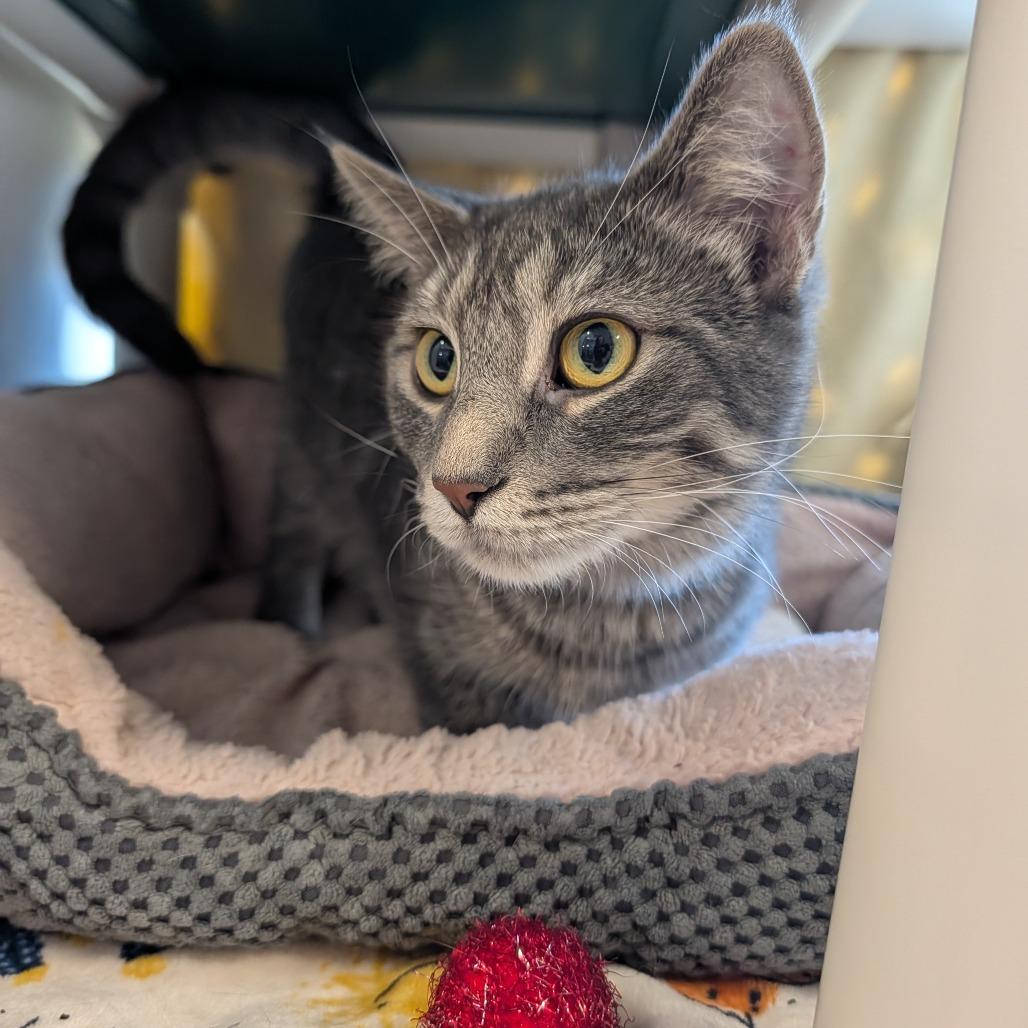 Enlarge Wanda, a Adoptable Domestic Short Hair in Saint Cloud, MN image 3/6