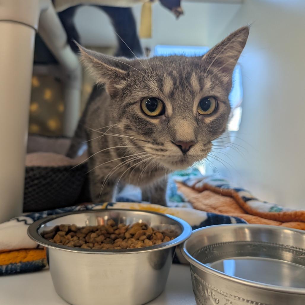 Enlarge Wanda, a Adoptable Domestic Short Hair in Saint Cloud, MN image 4/6