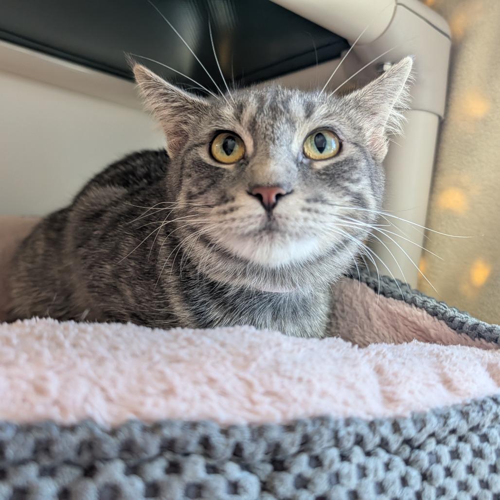 Enlarge Wanda, a Adoptable Domestic Short Hair in Saint Cloud, MN image 5/6