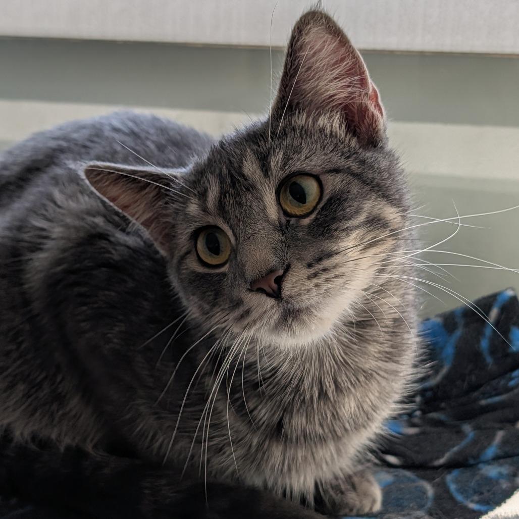 Enlarge Wanda, a Adoptable Domestic Short Hair in Saint Cloud, MN image 6/6
