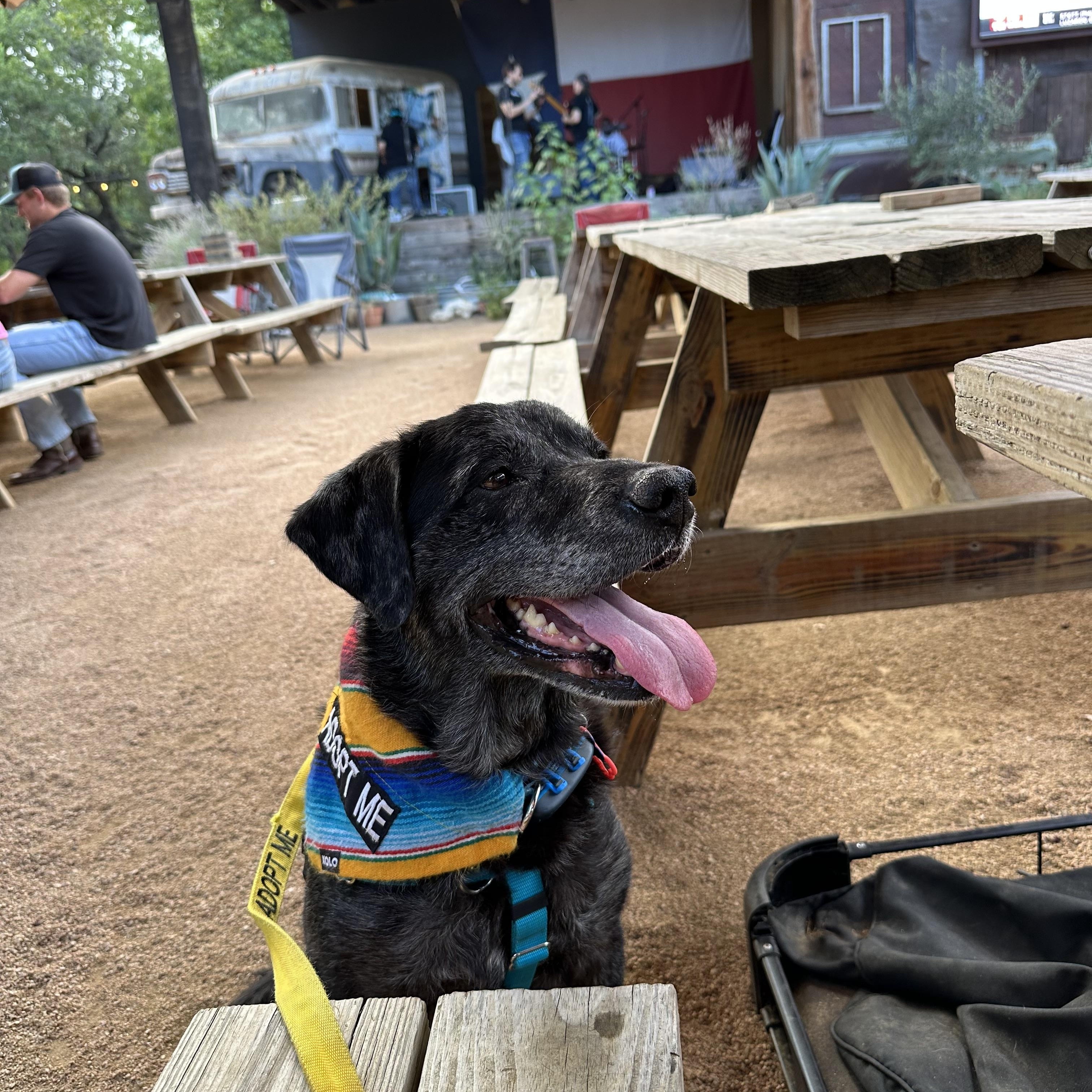 Horus, a Adoptable mixed breed in Georgetown, TX image 2/3