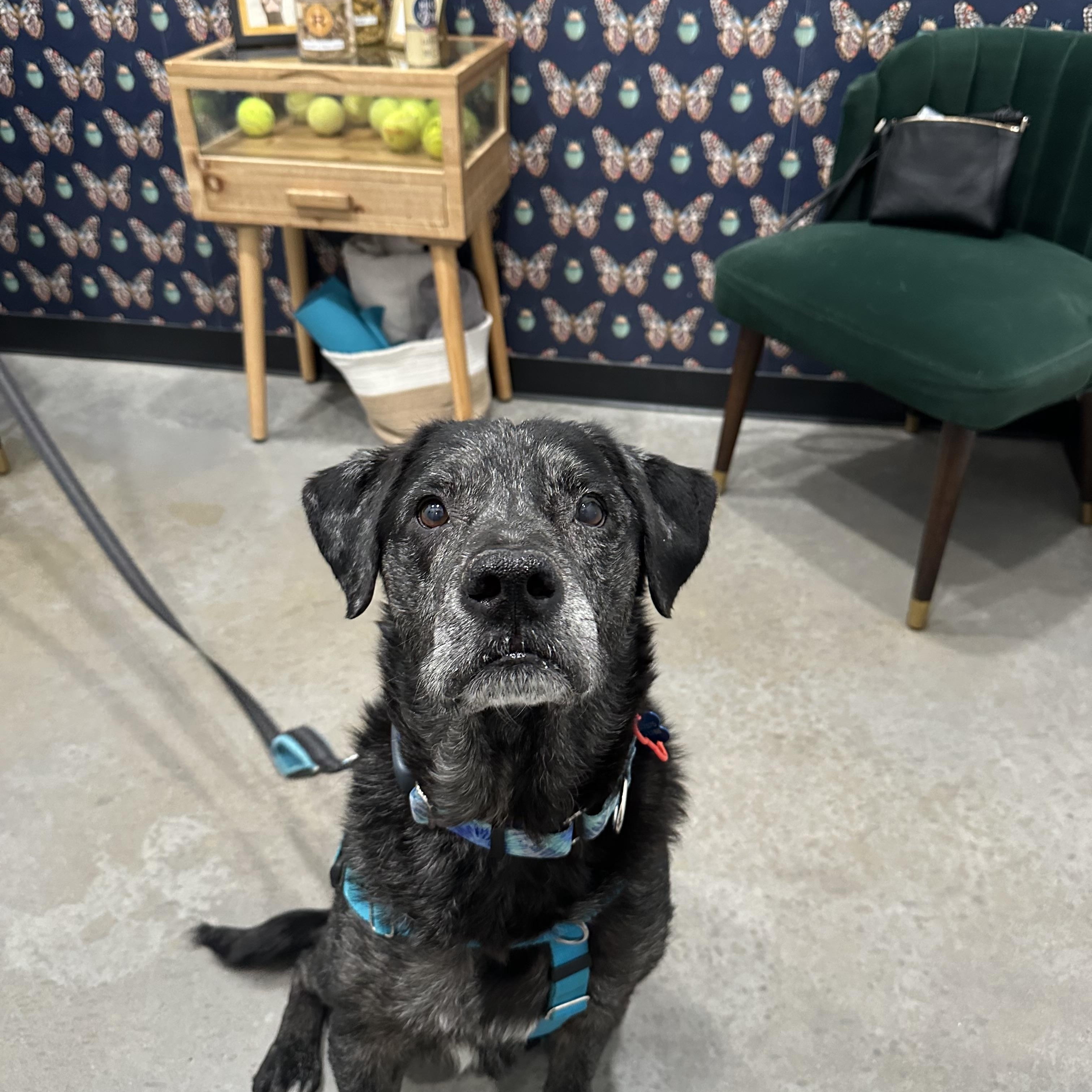 Horus, a Adoptable mixed breed in Georgetown, TX image 3/3