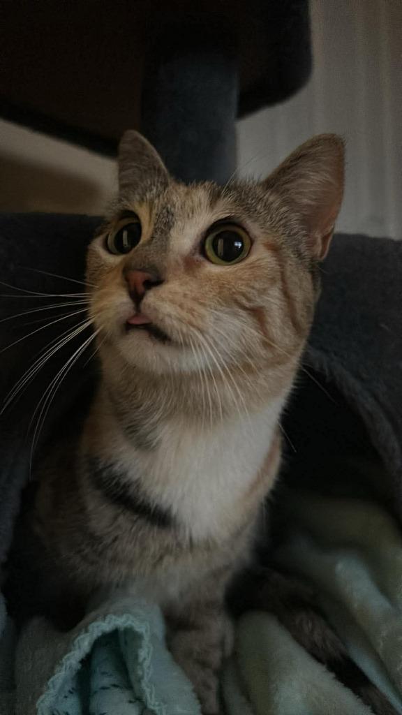 Precious, Adopted, Young Female Domestic Short Hair.