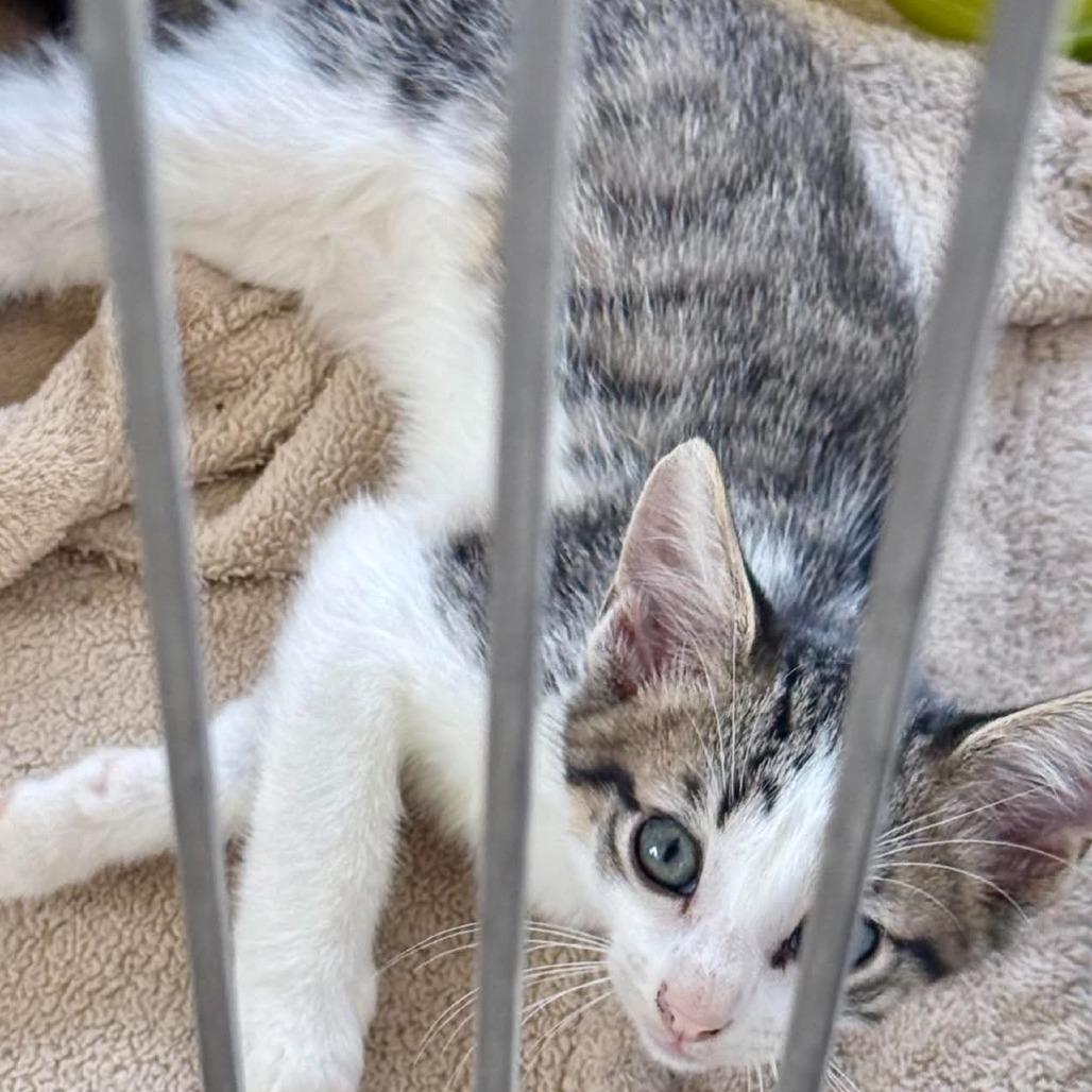 Enlarge Marmite, a Adoptable Domestic Short Hair in Marion, IL image 1/1