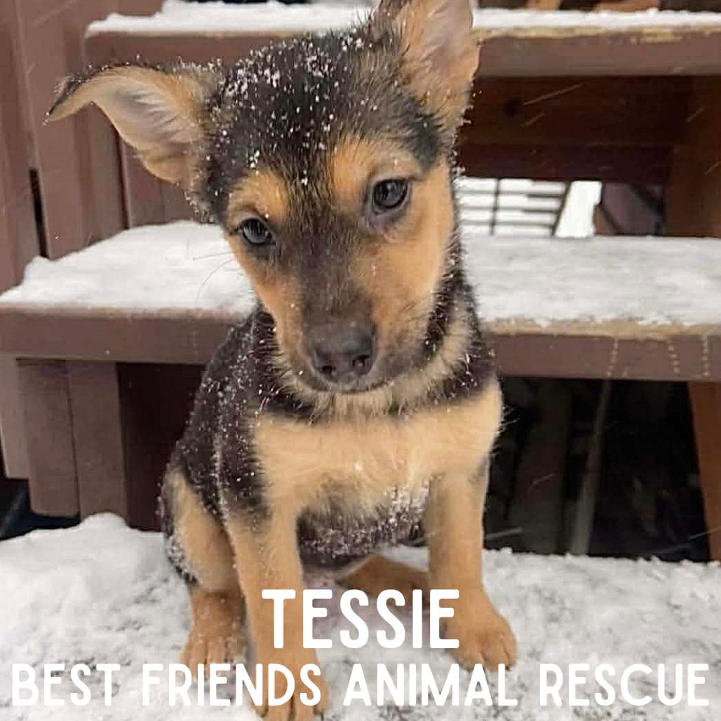 Tessie, Adoptable, Puppy Female Husky & Shepherd.