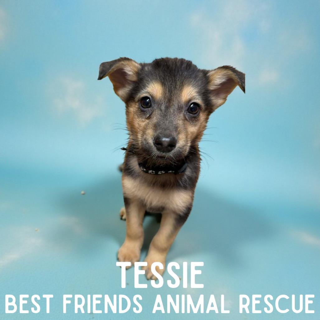 Enlarge Tessie, a Adoptable mixed breed in Wasilla, AK image 2/6