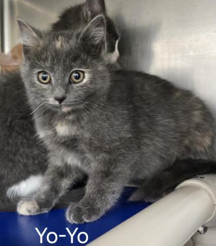 Enlarge Yo-Yo, an adopted Domestic Short Hair in Annapolis, MD image 1/1