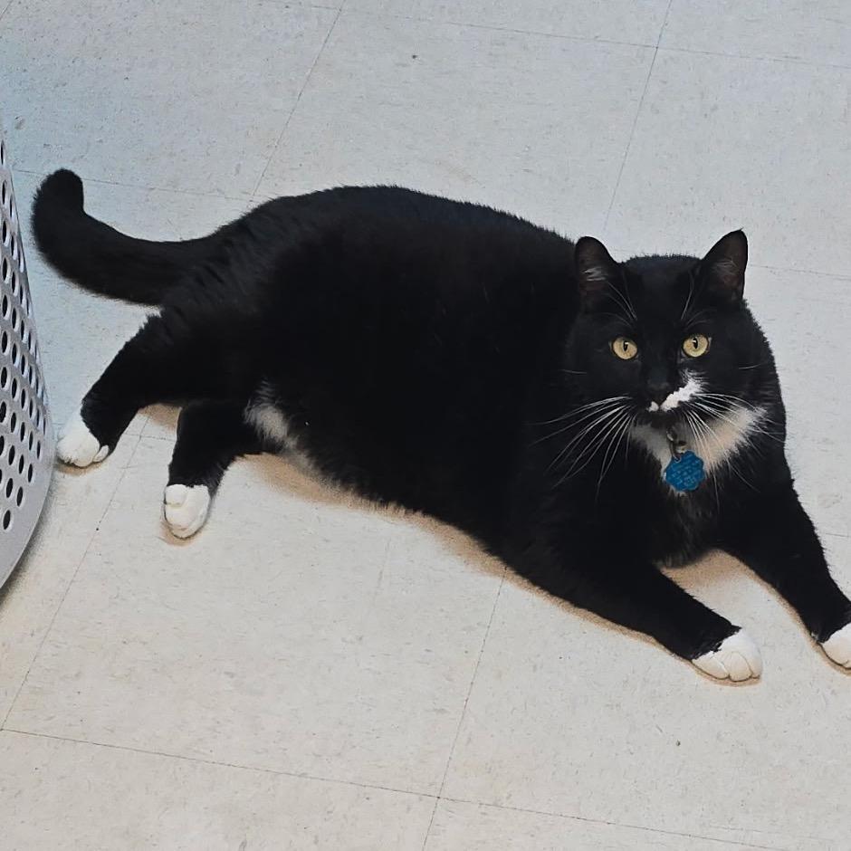 Panda Pop 25-0022, a Adoptable Domestic Short Hair in Yanceyville, NC image 2/2