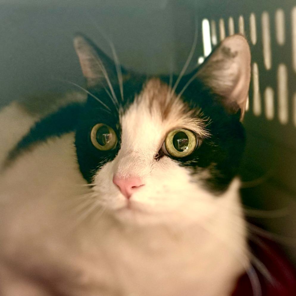 Enlarge Patches, a Adoptable Domestic Short Hair in Fairport, NY image 1/2