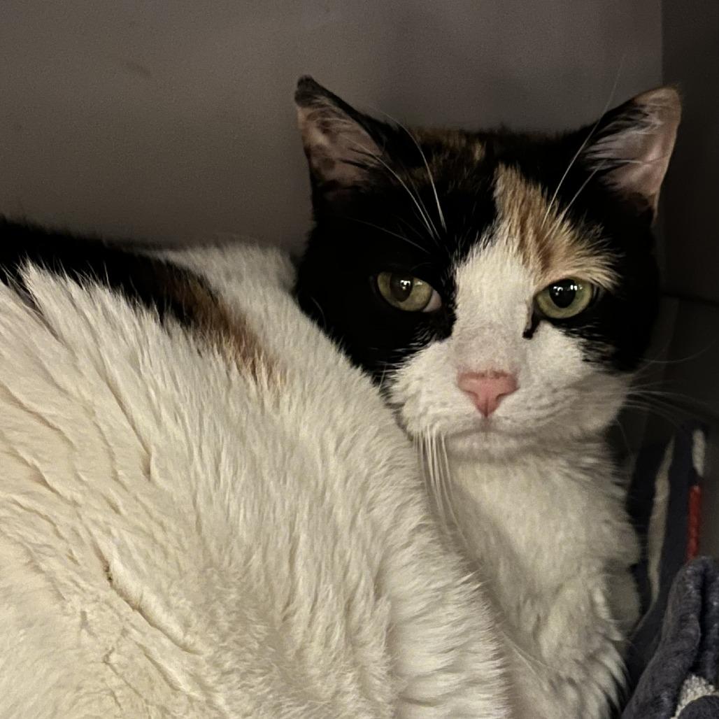 Enlarge Patches, a Adoptable Domestic Short Hair in Fairport, NY image 2/2