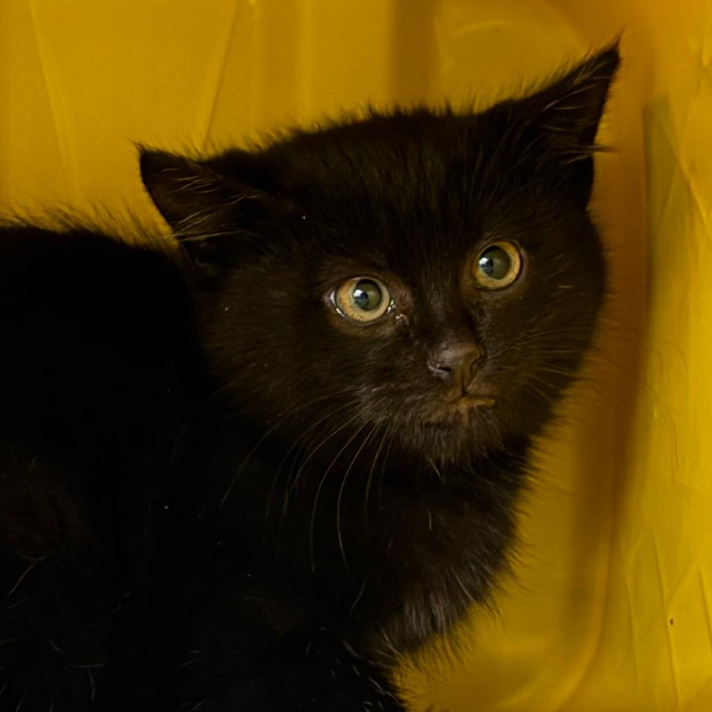 Licorice (Barn Cat), Adoptable, Kitten Male Domestic Medium Hair.