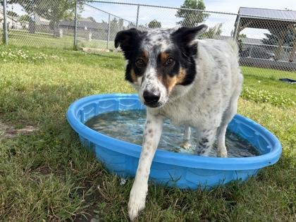 Enlarge Cody, an adopted Cattle Dog in Hamilton, MT image 1/2