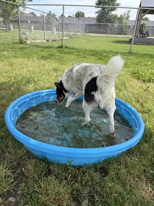 Enlarge Cody, an adopted Cattle Dog in Hamilton, MT image 2/2