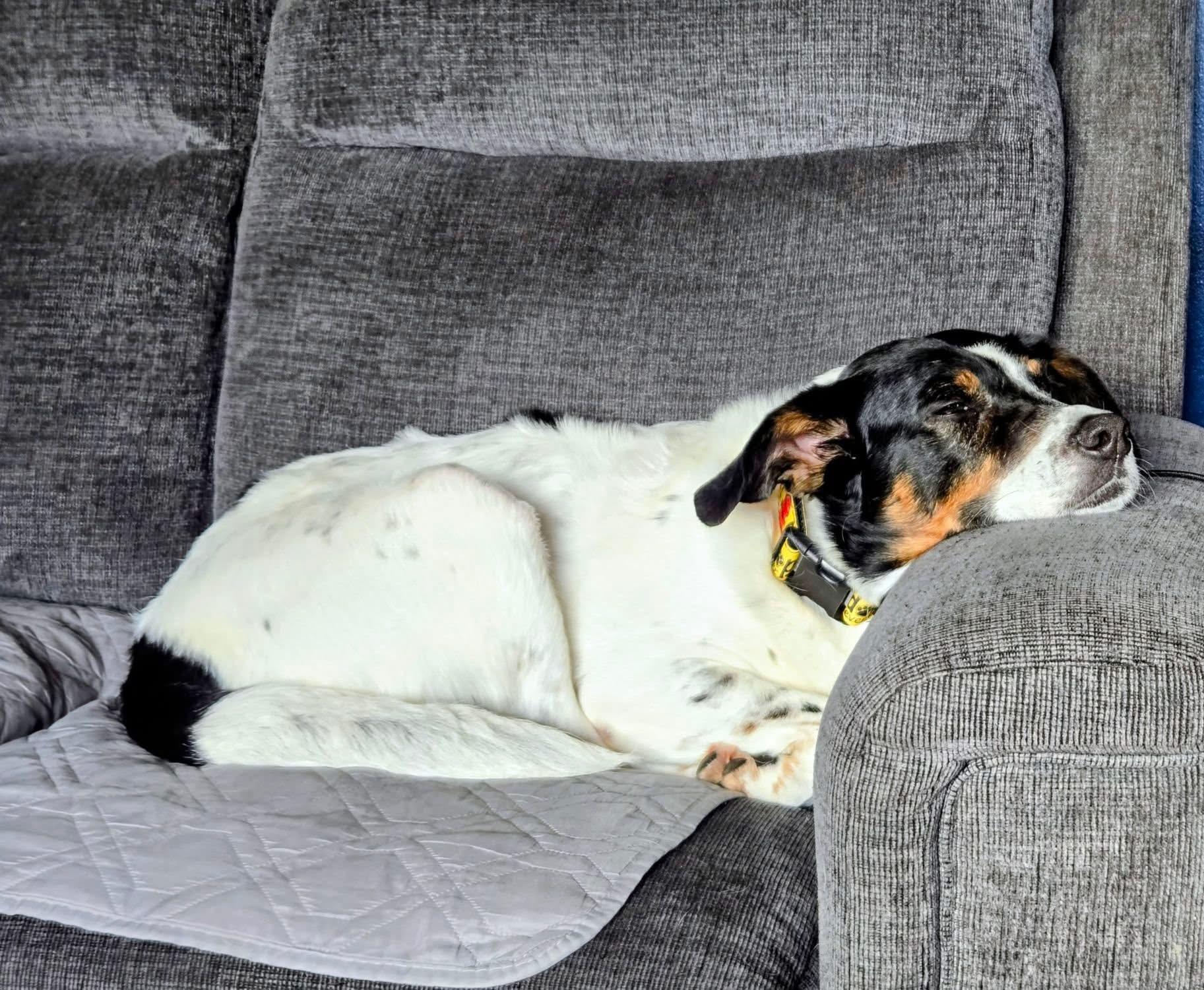 Enlarge Dominic, a Adoptable mixed breed in Blair, NE image 1/3