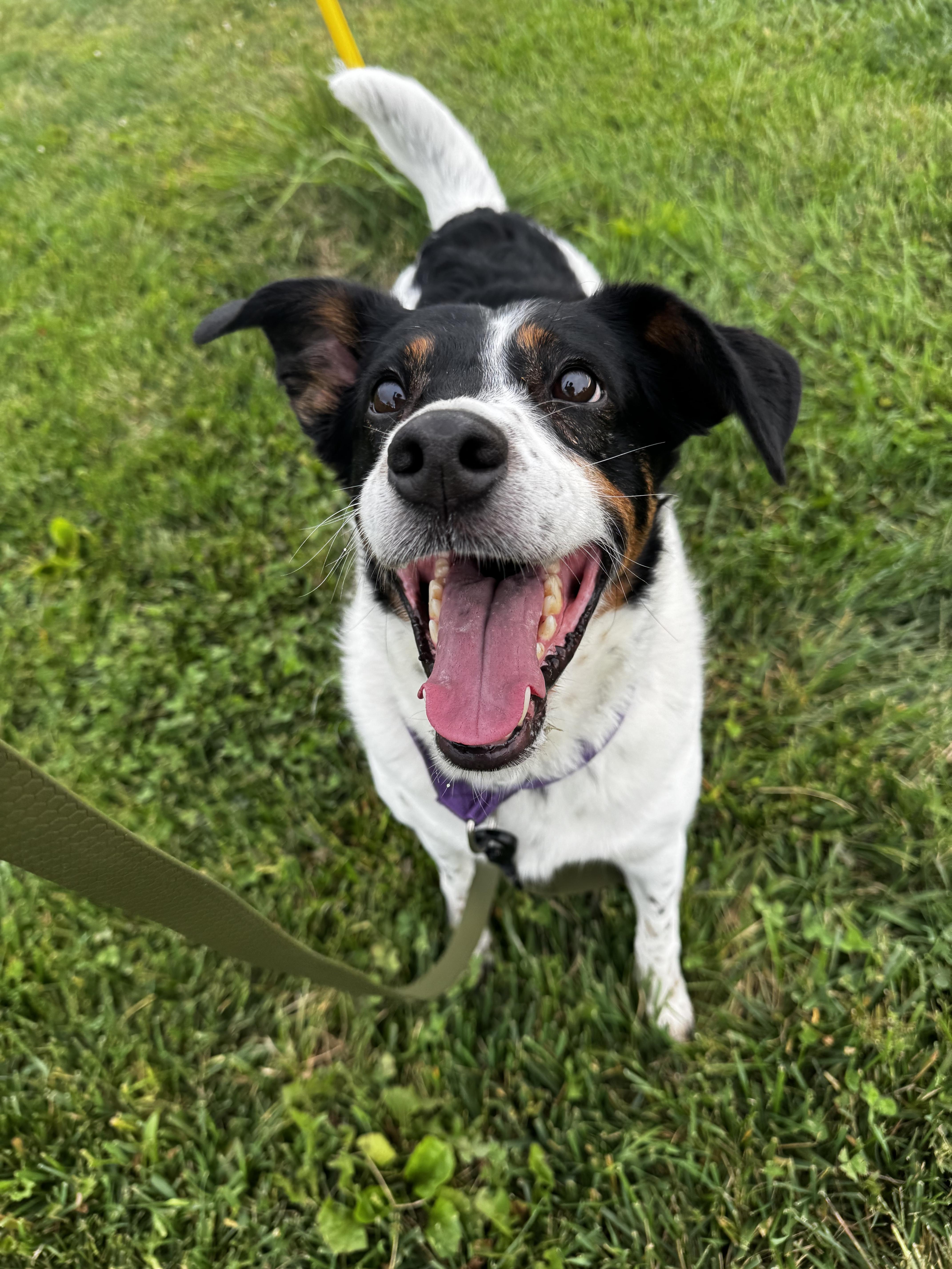 Enlarge Dominic, a Adoptable mixed breed in Blair, NE image 2/3