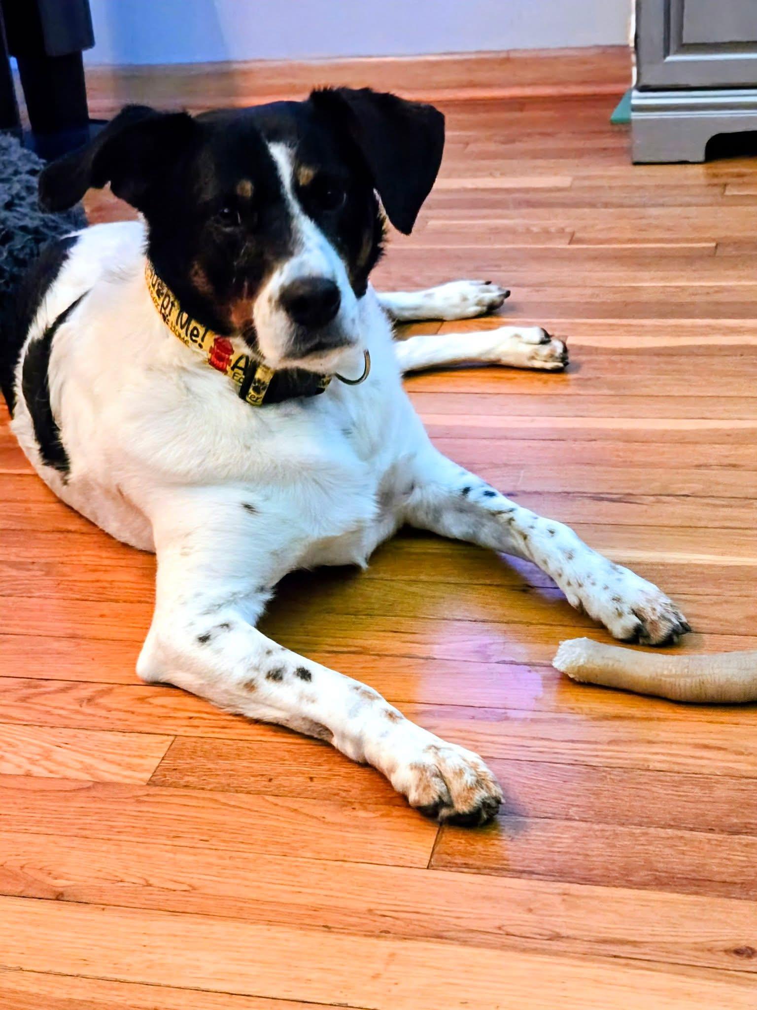 Enlarge Dominic, a Adoptable mixed breed in Blair, NE image 3/3