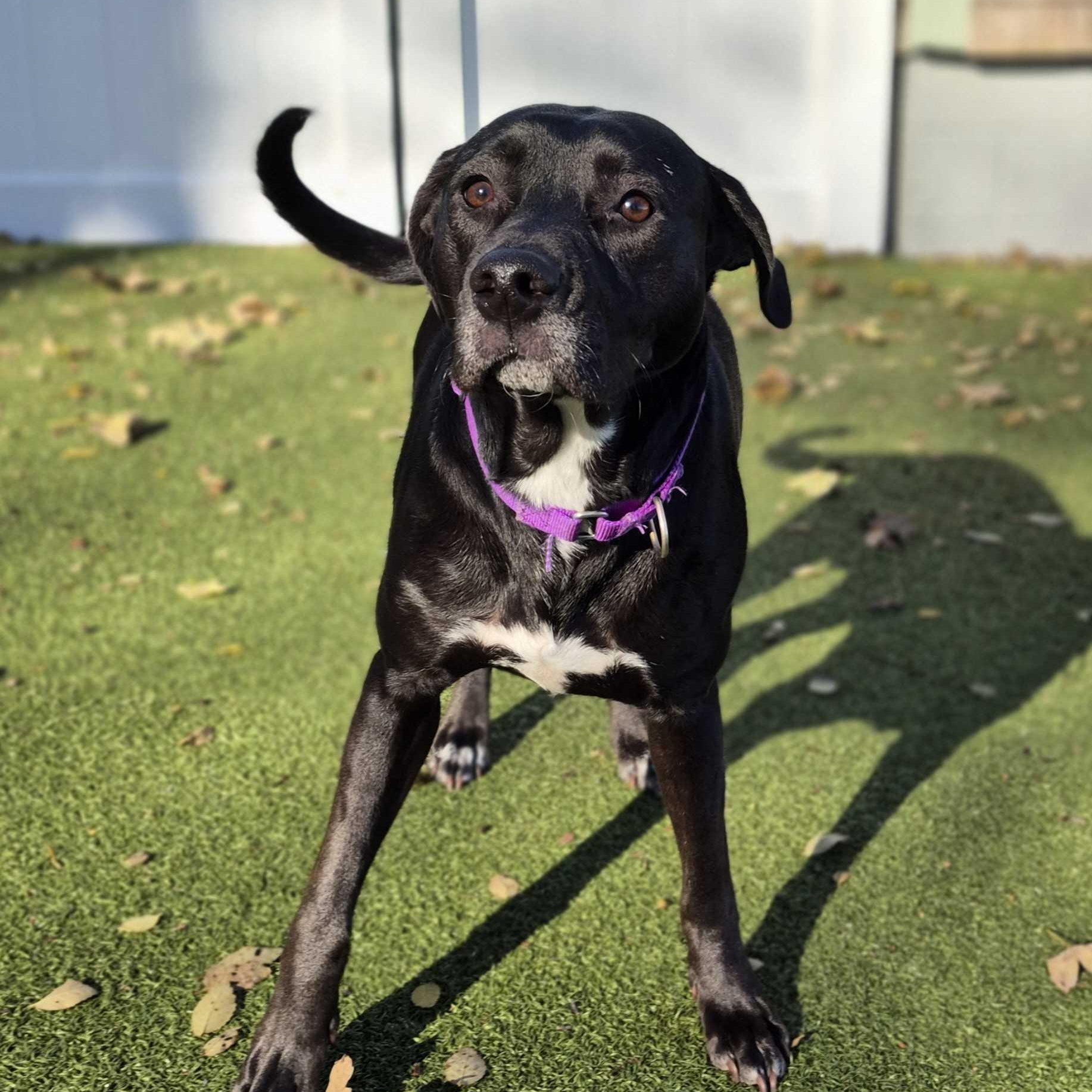 Enlarge Macie, a Adoptable Mixed Breed in New Bedford, MA image 1/3