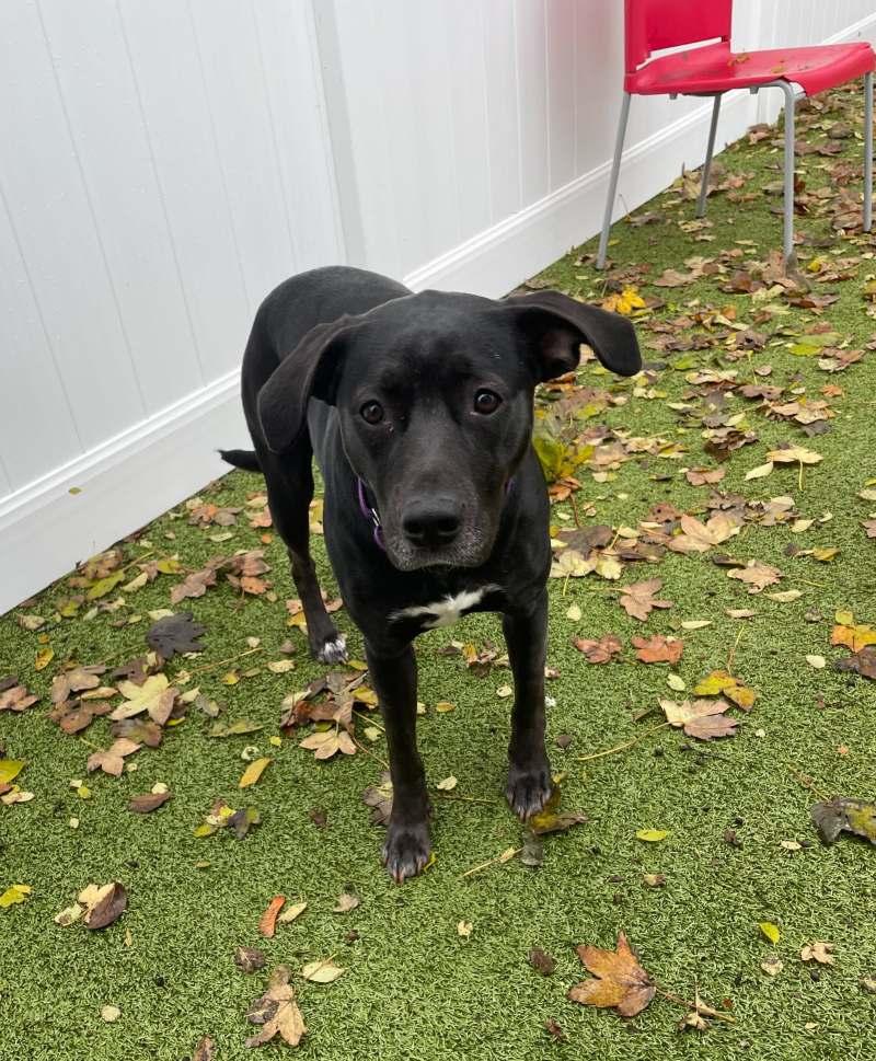 Enlarge Macie, a Adoptable Mixed Breed in New Bedford, MA image 2/3