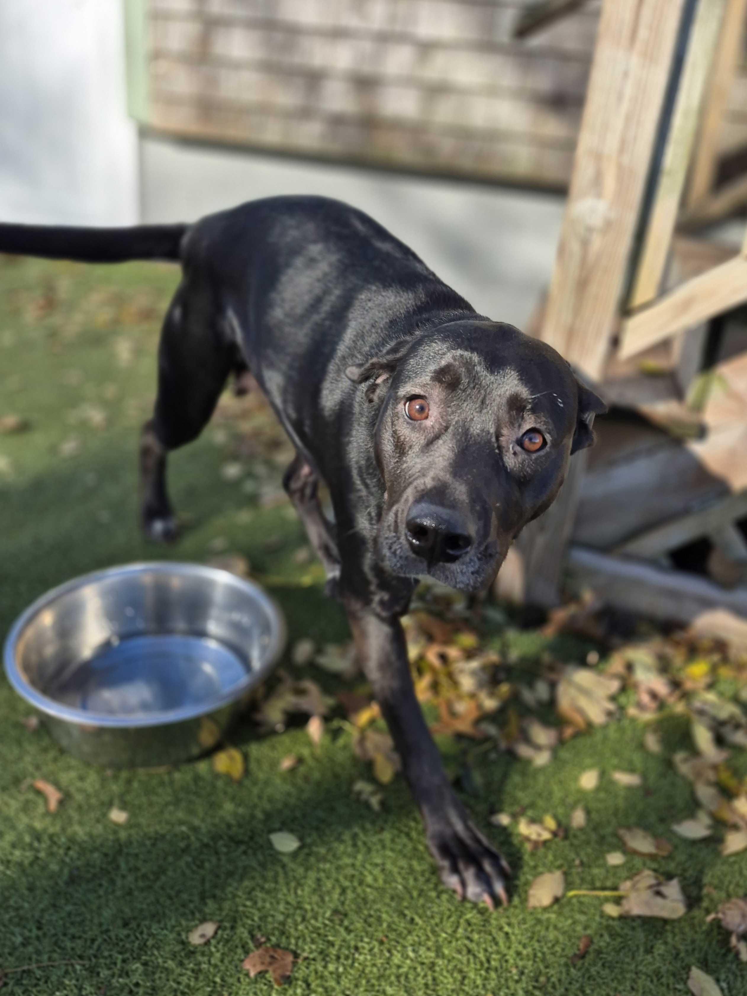 Enlarge Macie, a Adoptable Mixed Breed in New Bedford, MA image 3/3