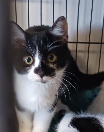 Enlarge Mary, a Adoptable Domestic Short Hair in West Memphis, AR image 1/1