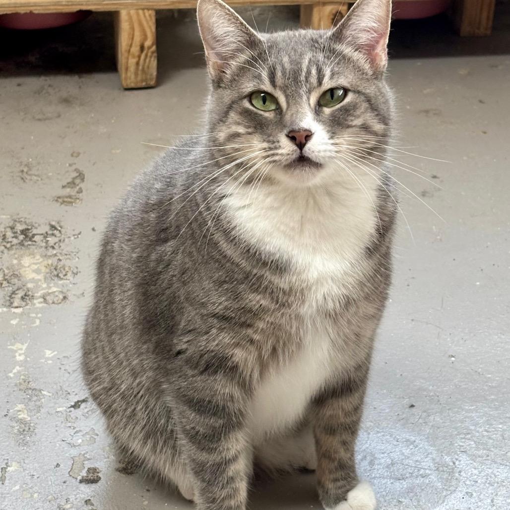 Nova, Adoptable, Adult Female Domestic Short Hair.