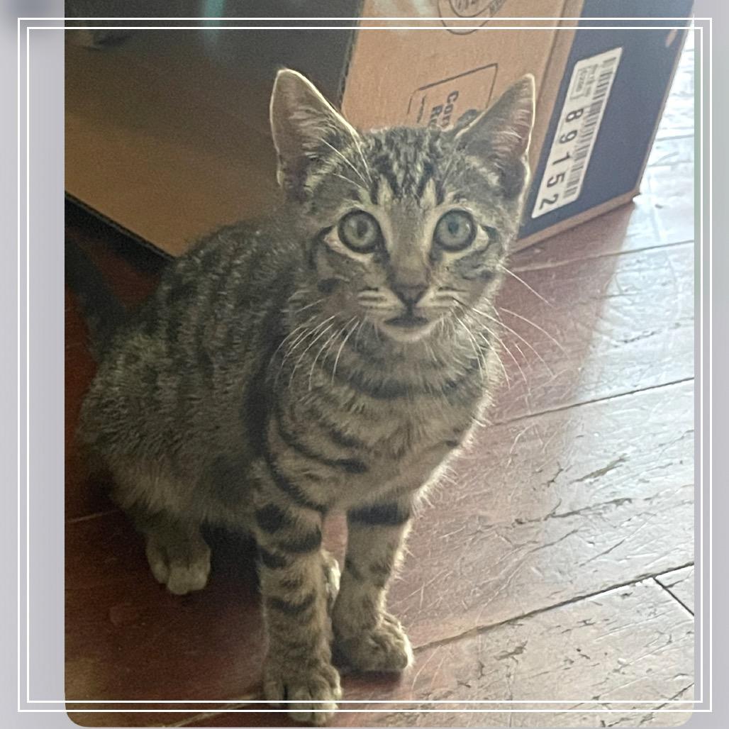 Tony, Adoptable, Young Male Domestic Short Hair.